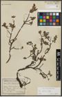 Foto von Salix alpina Scop.